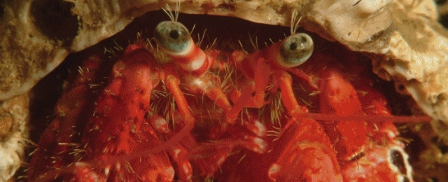  Tauchen im Mittelmeer Ile d' Oder 